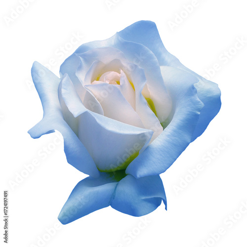 Elegant blue rose isolated on a white background. Beautiful head flower. Spring time, summer. Garden decoration, landscaping. Floral floristic arrangement