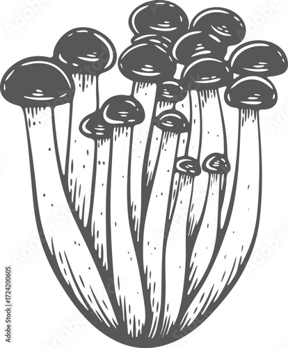 Beech mushroom, shimeji, japanese asian, bunch of fungi, raw, hand-drawn engraving isolated