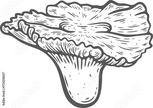 Lobster mushroom large, one, whole, raw orange hand-drawn engraving isolated