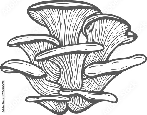 Oyster mushroom, tree fungi, raw hand-drawn engraving isolated