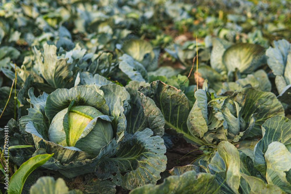 Fototapeta premium Close-up of ripe cabbage growing in a field