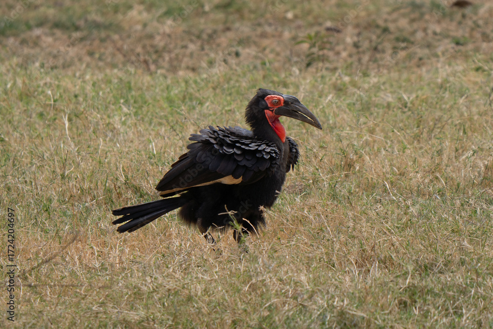 Fototapeta premium Adult southern ground hornbill walking in the lake Manyara wetland