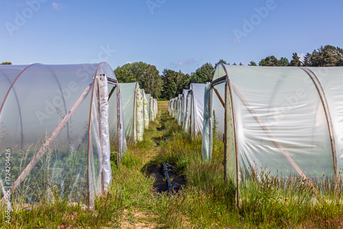 Rows of agricultural greenhouses covered with transparent plastic film. Protective structures in the field used for growing plants and vegetables