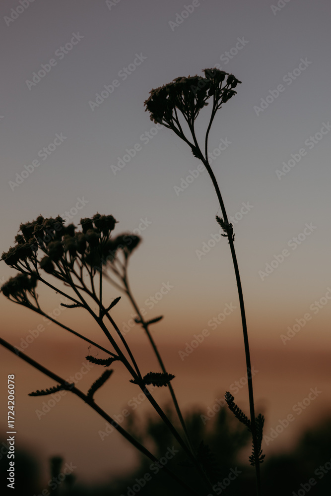 Fototapeta premium Silhouette of wildflowers against a dusky sunset sky. The image captures the silhouette of wildflowers in a field, set against a gradient sky of orange and gray during sunset creating a peaceful scene