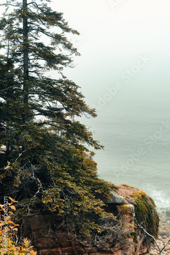 Pine tree above Atlantic Ocean