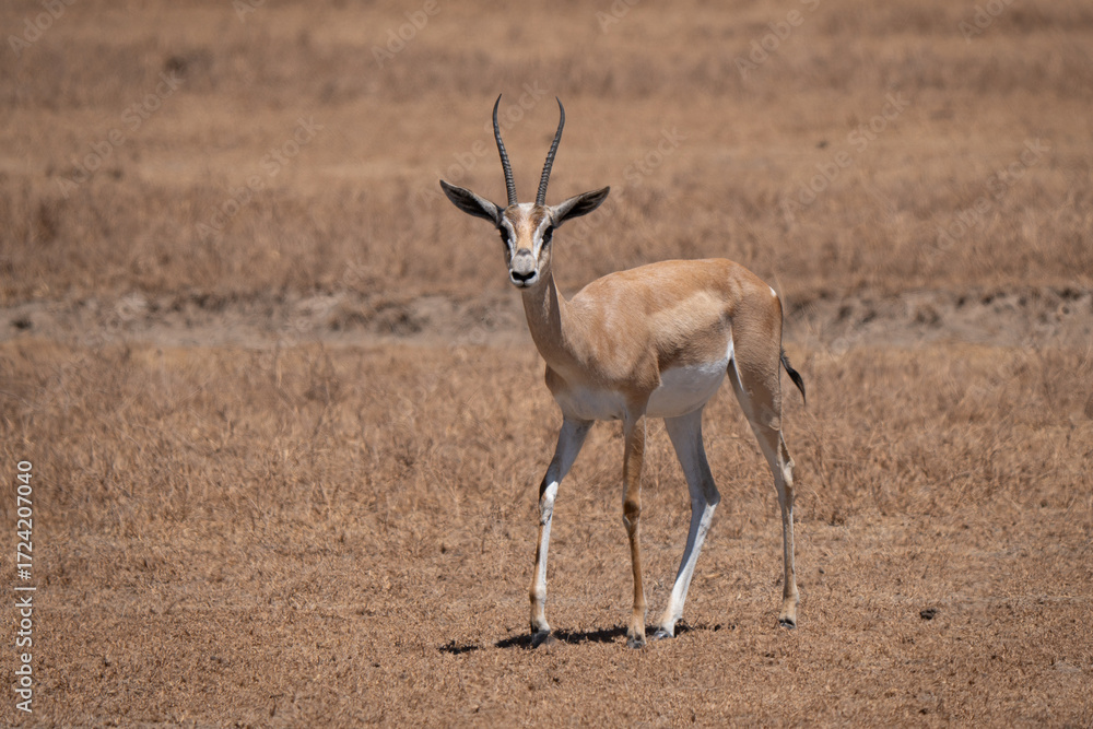Fototapeta premium Grant's gazelle walking alone in the arid savannah of Ngorongoro crater looking in camera 