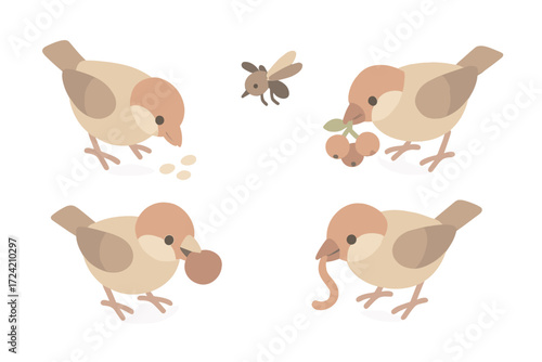 Bird Feeding Actions. Isometric vector illustration set beak peck forage food: short stout beak shape, ground pecking grain,