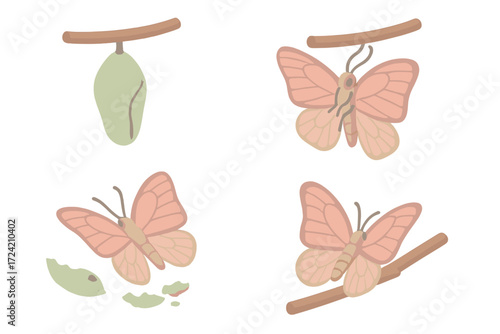 Butterfly Metamorphosis Journey. Isometric vector illustration set cocoon metamorphosis butterfly emerge: detailed chrysalis