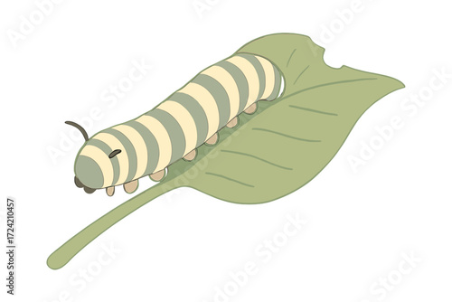 Caterpillar Crawling on Leaf. Isometric vector illustration set caterpillar crawl leaf munch: striped caterpillar body, crawling