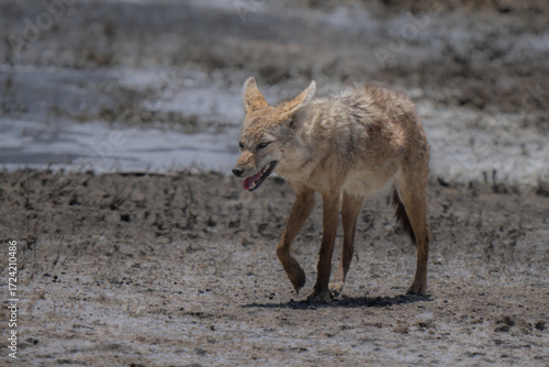 Canis lupaster, walking in the bush. Commonly known as the African wolf or African golden wolf (previously Canis anthus), is a medium-sized canid that exhibits wolf-like characteristics