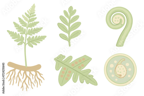 Fern Anatomy Details. Isometric vector illustration set Fern anatomy details: sori spore clusters, rhizome root system, leaflet