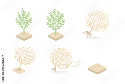 Tumbleweed Life Cycle. Isometric vector illustration set Tumbleweed plant life cycle: green Russian thistle growing, flowering