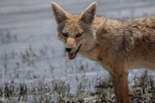 Portrait of Canis lupaster, commonly known as the African wolf or African golden wolf (previously Canis 
anthus), is a medium-sized canid that exhibits wolf-like characteristics