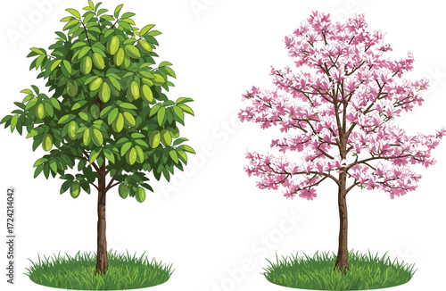Starfruit tree with green tropical fruits and pink magnolia blossom tree in spring season, natural outdoor garden plants, floral landscape background.