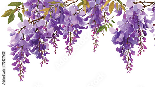 Exquisite Wisteria Flowers on White Background