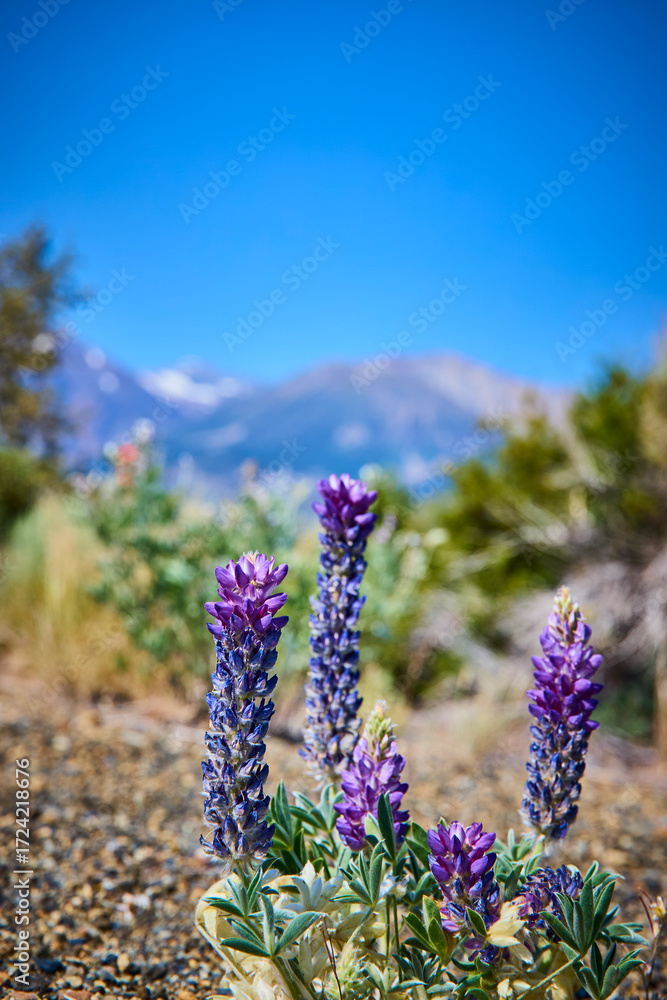 Obraz premium Purple Wildflowers with Mountain Backdrop and Clear Blue Sky in California