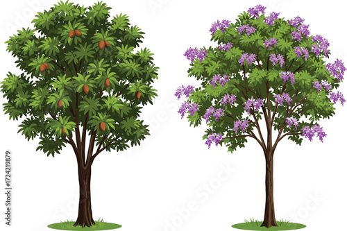 Tropical sapodilla fruit tree with green foliage, purple flowering tree full bloom, exotic plants garden illustration, seasonal orchard, natural beauty.