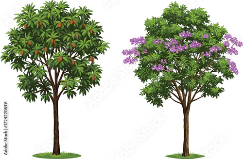 Tropical sapodilla fruit tree with green leaves, purple flowering tree in full bloom, seasonal exotic plants, natural garden illustration.