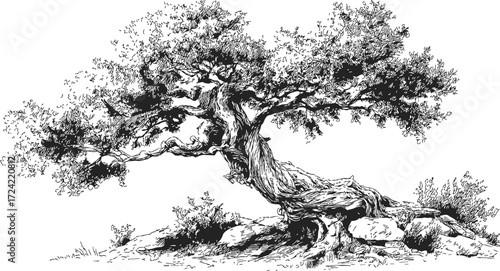Ancient oak tree sketch, hand drawn style, gnarled trunk and spreading branches on rocky ground — stock vector