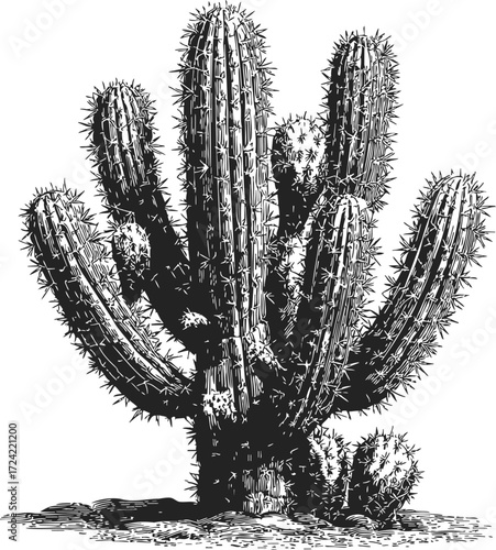 Saguaro cactus sketch hand drawn detailed desert plant illustration — stock vector