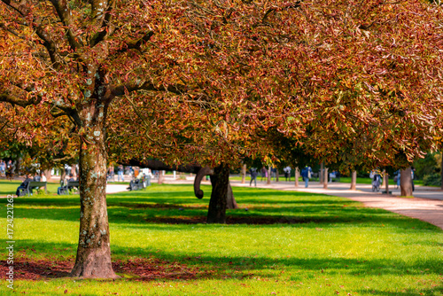 Photography Beautiful Autumn in Vondelpark, Colourful yellow, orange and green leaves on the tree with soft sunlight in the afternoon, A public urban park of 47 hectares in Amsterdam-Zuid, Amsterdam, Netherlands