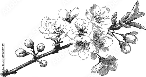 Cherry blossom branch sketch hand drawn with detailed flowers and buds — stock vector