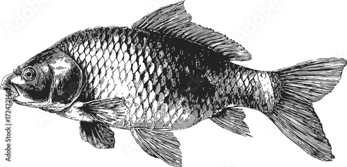 Carp fish sketch hand drawn detailed side view illustration — stock vector
