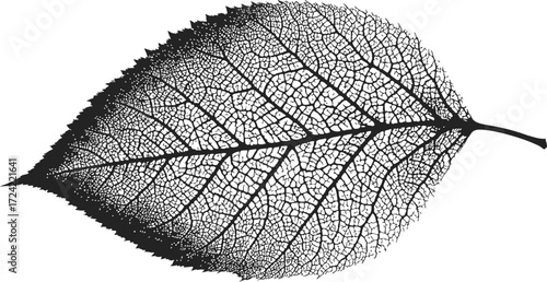 Leaf skeleton sketch, hand drawn botanical veins detailed black silhouette — stock vector