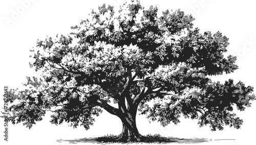 Oak tree sketch, hand drawn style, detailed foliage and spreading branches — stock vector