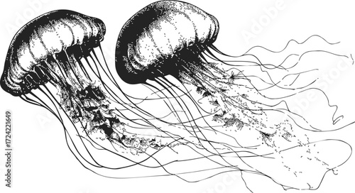 Jellyfish sketch hand drawn style with detailed tentacles and textured shading — stock vector