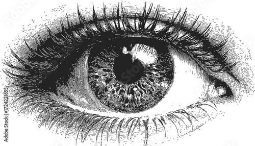 Eye sketch hand drawn detailed iris and eyelashes close up — stock vector