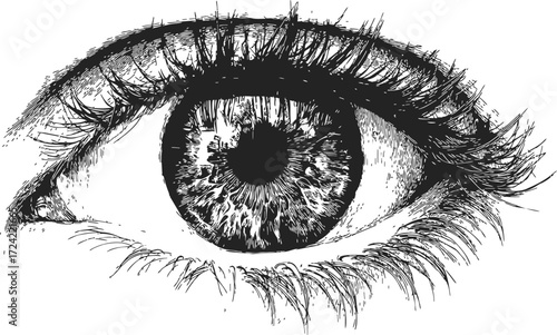 Eye sketch hand drawn detailed realistic iris and eyelashes closeup — stock vector