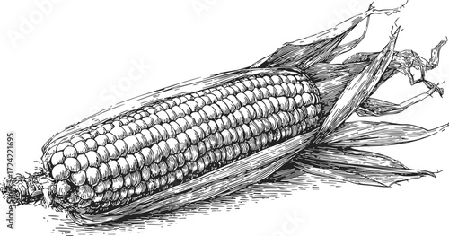 Corn on the cob sketch hand drawn detailed maize with husk — stock vector