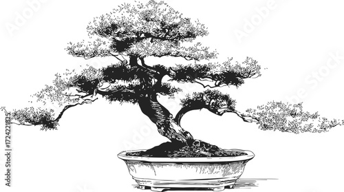 Bonsai tree sketch, hand drawn style, elegant curved trunk in shallow pot — stock vector