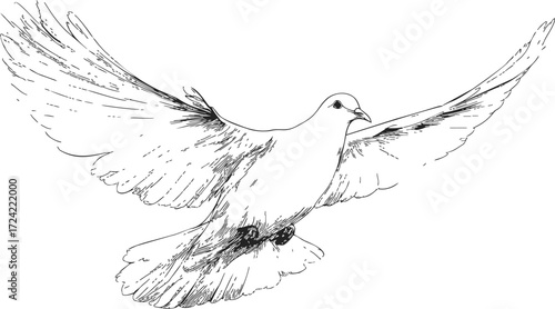 Dove sketch hand drawn flying bird with outstretched wings — stock vector