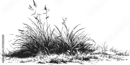 Grass bush sketch, hand drawn vector with wild blades and meadow detail — stock vector