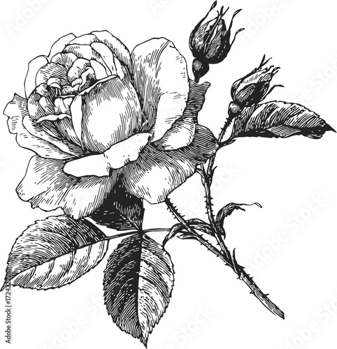 Rose flower sketch hand drawn with leaves and buds detailed botanical art — stock vector