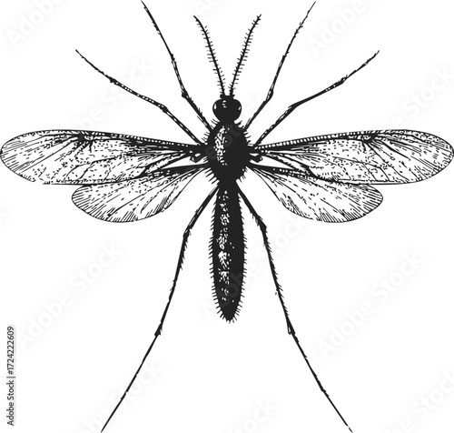 Mosquito sketch hand drawn insect detailed anatomy black and white — stock vector