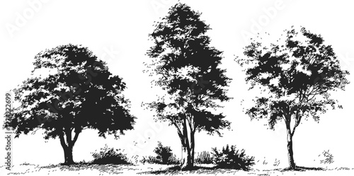 Trees sketch hand drawn black and white landscape with foliage and grass — stock vector