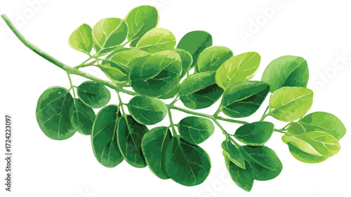 Vibrant Hand Drawn Green Moringa Leaves Watercolor Vector Illustration