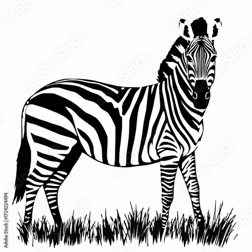 Black and white zebra with bold stripes standing in detailed grass on a white background animal wildlife