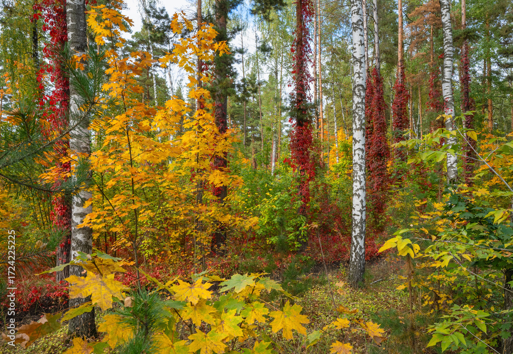 Obraz premium Bright autumn landscape with birches and vines