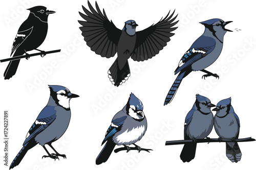 Blue jay bird illustrations perched, flying, vocalizing, interacting, black and white vector designs on white background