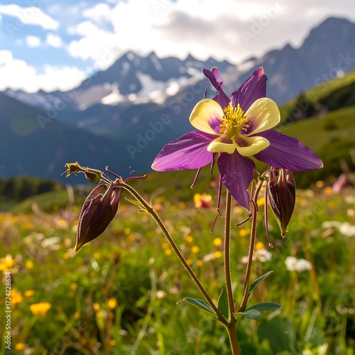 A vibrant purple columbine flower stands tall amidst a meadow of wildflowers, with majestic mountains in the background