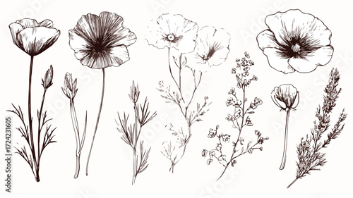 Vibrant Meadow Flowers Vector Set for Design Projects