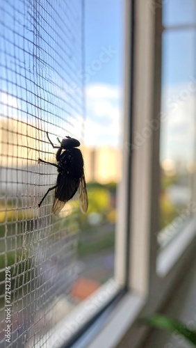 Fly on window screen (1)