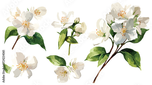 Elegant Watercolor White Jasmine Collection Illustration