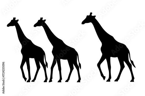 Three Giraffes Walking Together Silhouette