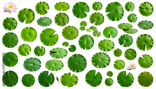 Collection of vibrant green lotus leaves, various shapes and sizes, against a pure white background, with a few lotus flowers