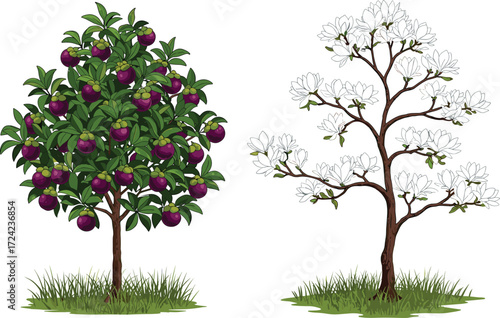 Mangosteen fruit tree with ripe purple fruits and magnolia white blooming tree illustration for tropical garden, floral botanical natural background